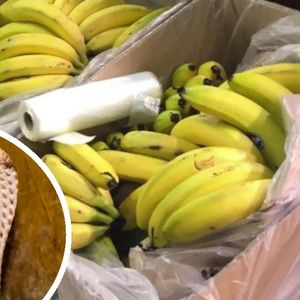 Jadowita kobra w skrzynce z bananami? Pracownicy marketu przeżyli chwile grozy