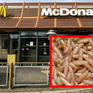 Horror w restauracji McDonald's
