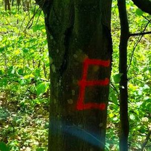 Tajemnicze znaki na leśnych drzewach