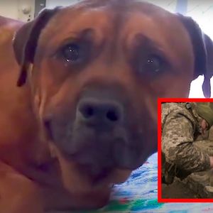 Rosyjscy żołnierze jedzą psy na Ukrainie