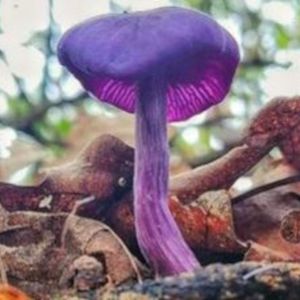 Fioletowy grzyb w polskich lasach