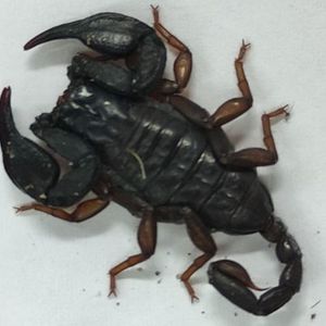 Skorpion ukryty w walizce