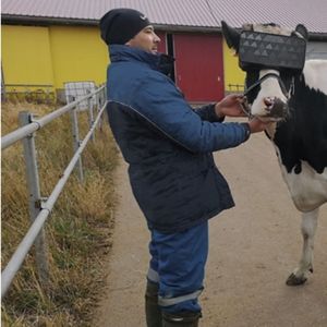 Rolnik zainwestował w zestawy VR dla swoich krów. Podobno „zmniejszają niepokój”