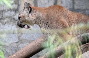 Pilne zalecenia służb. Puma grasuje na wolności po Mazowszu