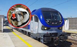 Dog died on the train. PKP: very exceptional case
