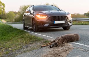 Zabrał martwe zwierzę do domu. Może zostać skazany za kradzież