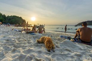 Rabies risk for tourists — a stray dog bite can be fatal