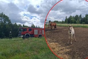 Makabryczne sceny na wybiegu. Konie śmiertelnie porażone prądem