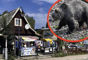 Bieszczady: rusza specjalna grupa do interwencji przy niedźwiedziach