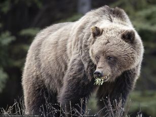 Niedźwiedź zaatakował w Bieszczadach. Nie żyje 58-letnia kobieta