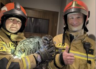 Sowa utknęła w kominie. Na pomoc ruszyli strażacy