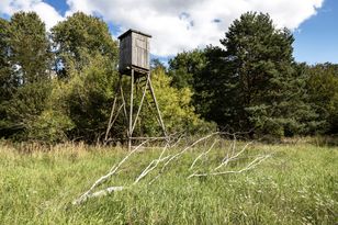 Rzeź dzików. Zmarnowano 626 milionów złotych?