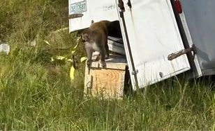 Małpy uciekły z transportu w USA. Policja: zwierzęta były agresywne