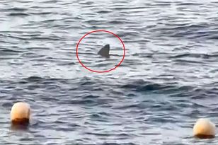 Large shark spotted near Tenerife beach, forcing swimmers out of the water