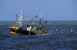 Belgia. Dziesiątki martwych rekinów na plaży w Koksijde