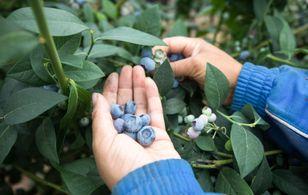 Ukraińcy nie chcą pracować przy zbiorach. Plantatorzy rozkładają ręce