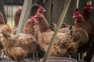 Miastowi będą składać oświadczenia, iż nie hodują? Burza wokół prawa