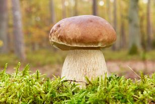Widzisz takiego grzyba? Lepiej go nie zbieraj