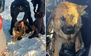 Pies przymarzł do pobocza drogi. Uratowali go policjanci