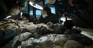 W Warszawie odsłaniają kości mastodonzaura sprzed 240 mln lat — gigantycznego płaza