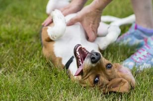 Codzienna profilaktyka dla zdrowych zębów psa. Mars wprowadza nowy PEDIGREE® DENTASTIX™ Daily i rozwija cyfrowe wsparcie dla opiekunów