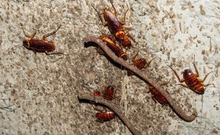 Brown-banded cockroach spreading in Polish homes
