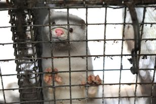 TSUE rozpatruje przełomową sprawę dotyczącą złamanej przez KE obietnicy zakończenia hodowli klatkowej