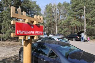Zakaz grillowania w Kampinosie. Ściółka jest sucha jak papier