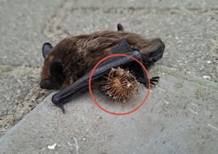 State Forests warn: bats tangled in burdock face deadly danger