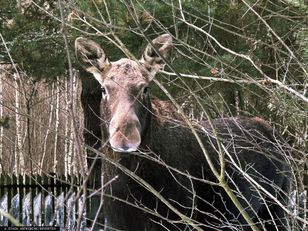 Radni chcą strzelania do łosi. Zagłosowali za zniesieniem zakazu