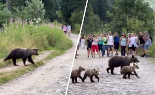 Niedźwiedzica z trzema młodymi wyszła na szlak wśród turystów w Dolinie Chochołowskiej