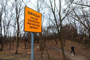 Obszar zagrożony wścieklizną. Wydano apel