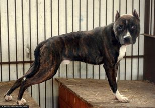 Amstaff atakował ludzi i psy. "Założono mi 25 szwów"