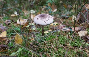 To oni oceniają nasze grzyby. Jak zostać grzyboznawcą i klasyfikatorem