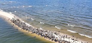Tysiące fok w Mikoszewie na ostatni weekend wakacji — rzadkie zjawisko