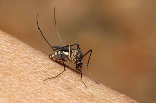 Dengue and West Nile virus spreading in Europe – how to protect yourself