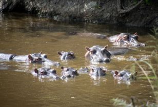 Zabiją hipopotamy Escobara. Kolumbia musi je uśpić