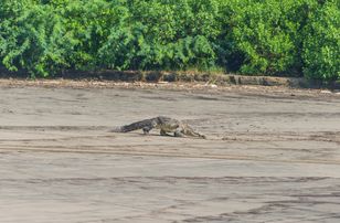 Crocodile drags tourist into water at Puerto Vallarta hotel beach