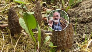 Niedługo się pojawią. Za kilogram tych grzybów płacą ponad 3 tys. zł