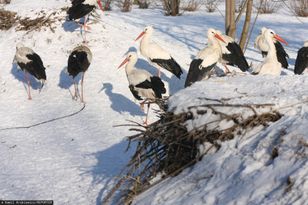 Bociany odlecą? Niepokój na Podhalu, bo spadł śnieg