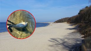 Martwy delfin nad Zalewem Szczecińskim. Naukowcy zbadają przyczyny