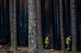 Pożar lasu w Puszczy Solskiej. Nowe informacje od strażaków