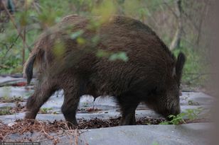 Dzik zaatakował, gdy w wózku było niemowlę. Pilna narada w Krakowie