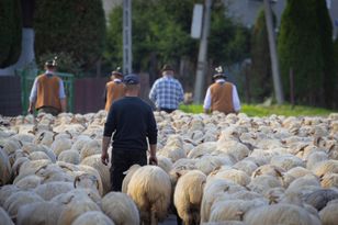 Ostatnia szansa na bezpłatny kurs. Można zostać bacą