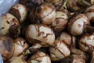 Mun mushrooms: crunchy, healthy and worth buying if you spot them