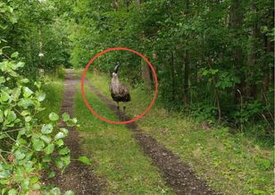 Emu w śląskich lasach pod Lublińcem — leśnicy apelują do przechodniów