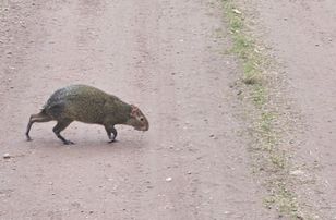 Rzadki okaz w polskim lesie. Turystka zaalarmowała leśników