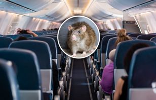 Odwołali lot przez szczura w samolocie. 250 osób utknęło na Karaibach