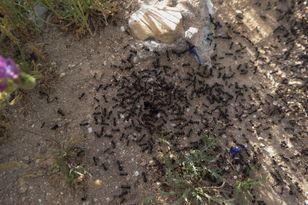 Przejmuje kontrolę nad kolonią. Przez nią zabijają własną królową