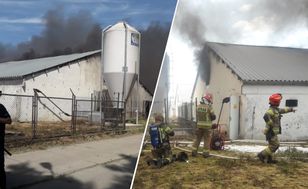 Pożar wielkiej chlewni. Zdechło 2 tys. zwierząt